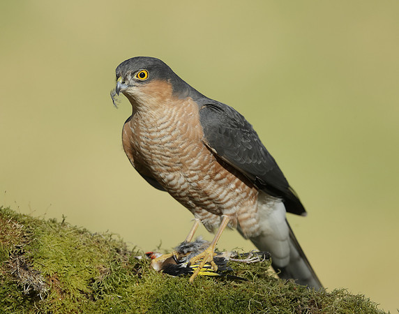 Sparrowhawk Accipiter nisus
