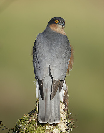 Sparrowhawk Accipiter nisus