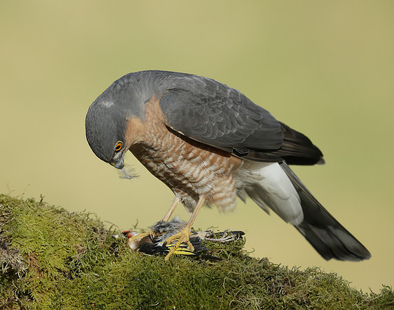 Sparrowhawk Accipiter nisus