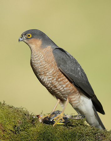 Sparrowhawk Accipiter nisus