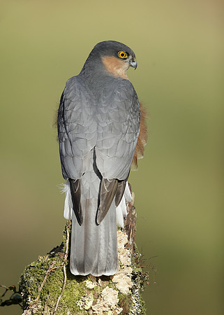 Sparrowhawk Accipiter nisus