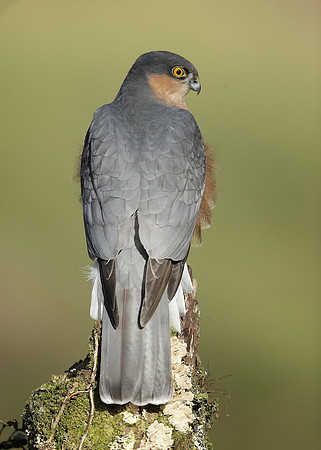 Sparrowhawk Accipiter nisus