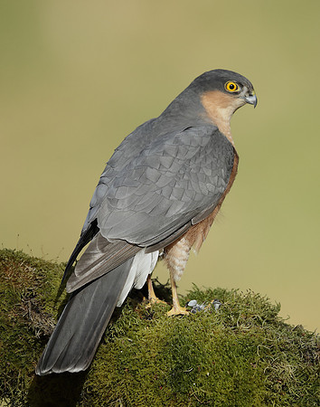 Sparrowhawk Accipiter nisus