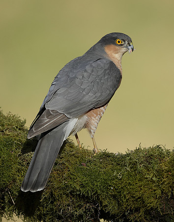Sparrowhawk Accipiter nisus