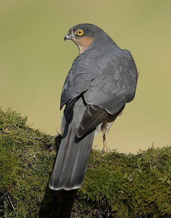 Sparrowhawk Accipiter nisus