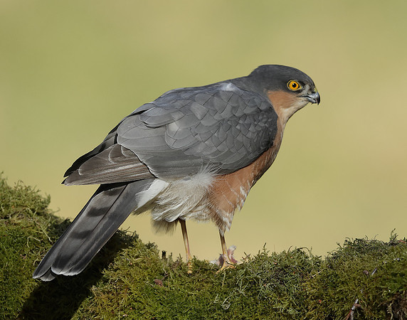 Sparrowhawk Accipiter nisus