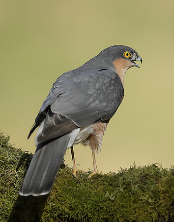 Sparrowhawk Accipiter nisus