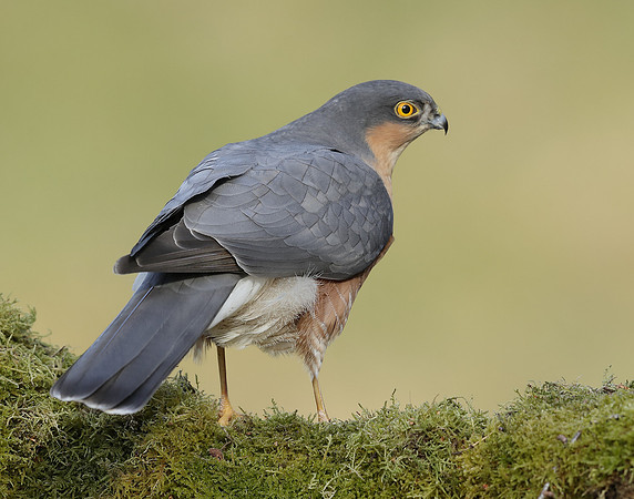 Sparrowhawk Accipiter nisus