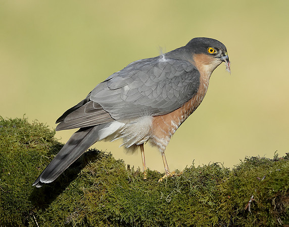Sparrowhawk Accipiter nisus