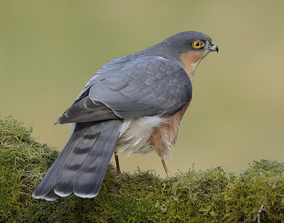 Sparrowhawk Accipiter nisus