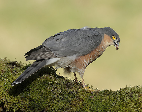 Sparrowhawk Accipiter nisus