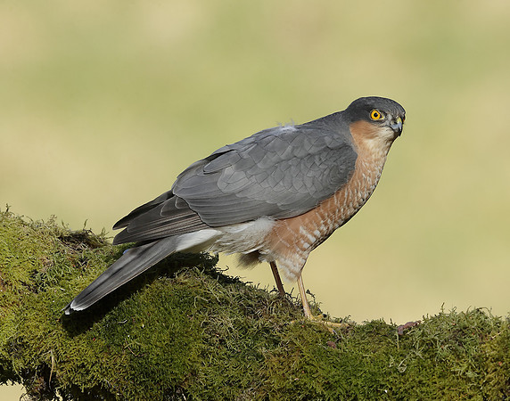 Sparrowhawk Accipiter nisus