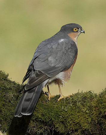 Sparrowhawk Accipiter nisus