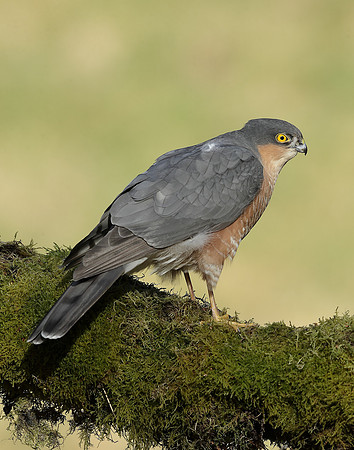 Sparrowhawk Accipiter nisus