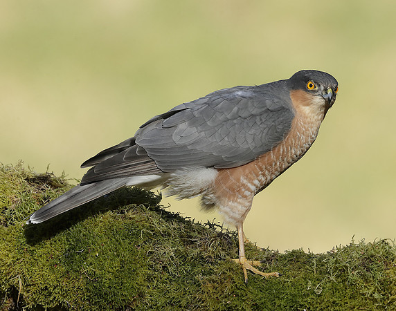 Sparrowhawk Accipiter nisus