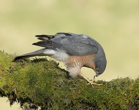 Sparrowhawk Accipiter nisus