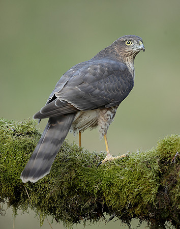 Sparrowhawk Accipiter nisus