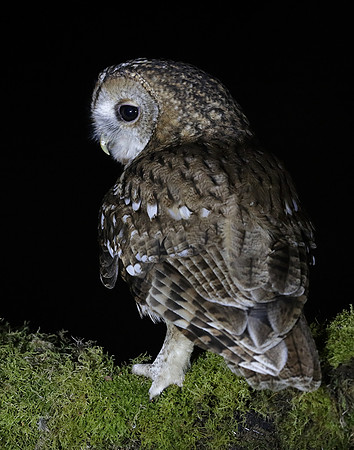 Tawny Owl Strix aluco