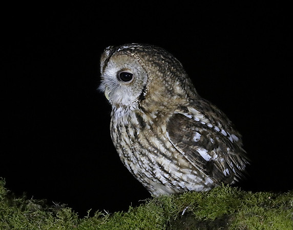 Tawny Owl Strix aluco