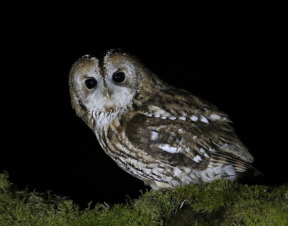 Tawny Owl Strix aluco
