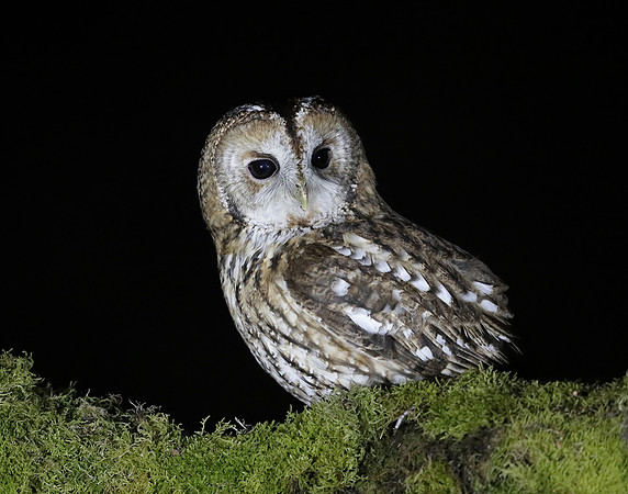 Tawny Owl Strix aluco