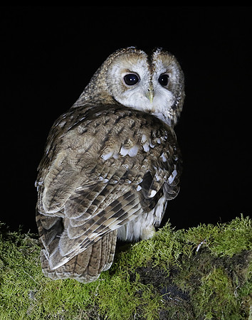 Tawny Owl Strix aluco