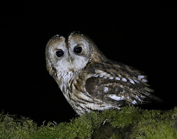 Tawny Owl Strix aluco