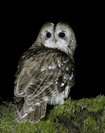 Tawny Owl Strix aluco