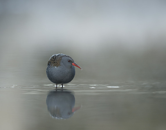 Water Rail Rallus aquaticus