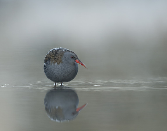 Water Rail Rallus aquaticus