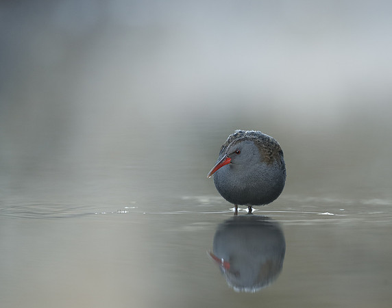 Water Rail Rallus aquaticus