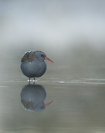 Water Rail Rallus aquaticus