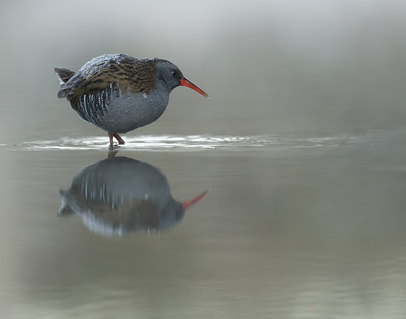 Water Rail Rallus aquaticus
