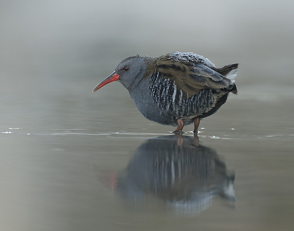 Water Rail Rallus aquaticus