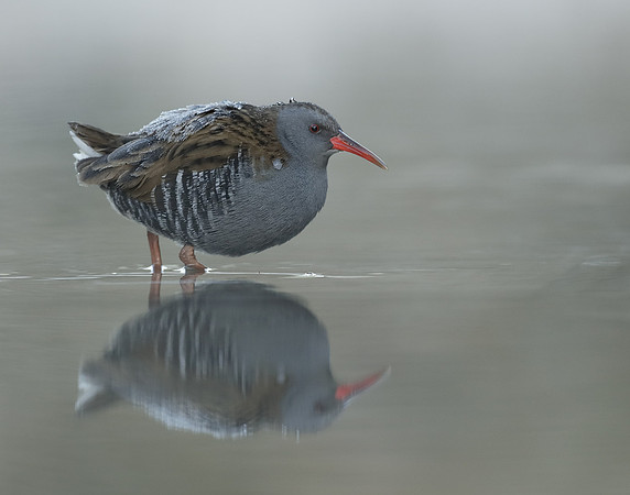 Water Rail Rallus aquaticus