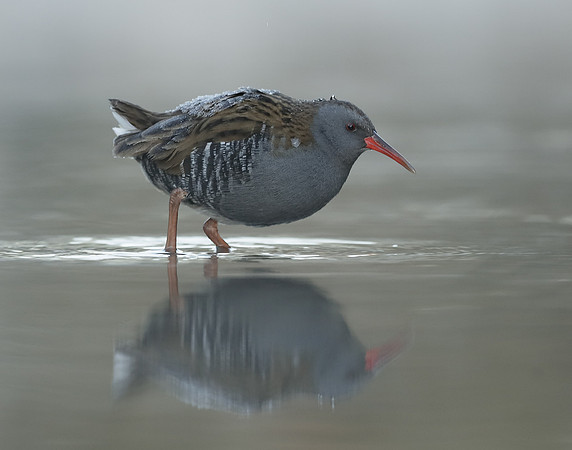 Water Rail Rallus aquaticus