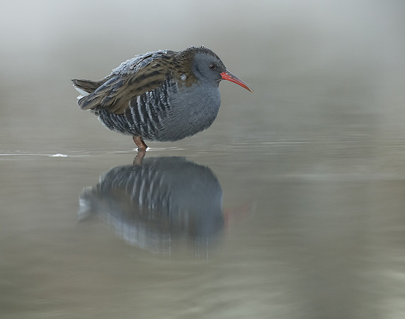 Water Rail Rallus aquaticus