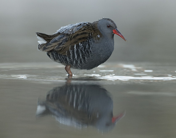 Water Rail Rallus aquaticus