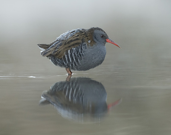 Water Rail Rallus aquaticus