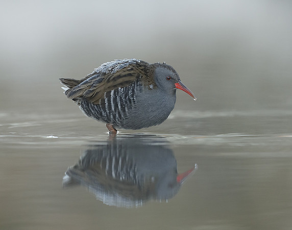 Water Rail Rallus aquaticus