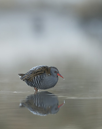 Water Rail Rallus aquaticus