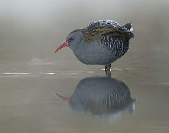Water Rail Rallus aquaticus