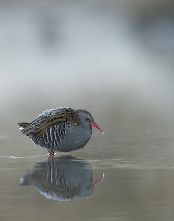 Water Rail Rallus aquaticus