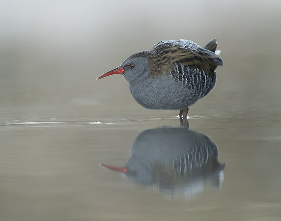 Water Rail Rallus aquaticus