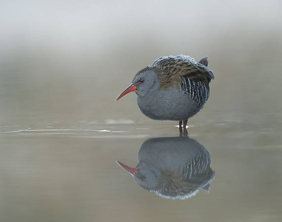 Water Rail Rallus aquaticus