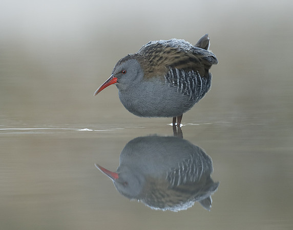 Water Rail Rallus aquaticus