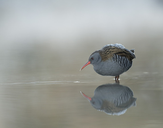 Water Rail Rallus aquaticus
