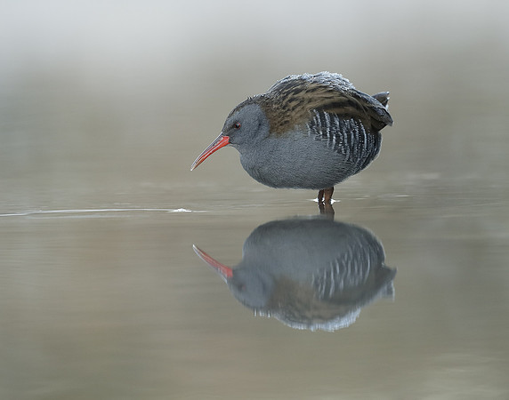Water Rail Rallus aquaticus