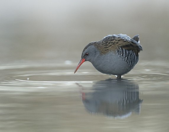 Water Rail Rallus aquaticus