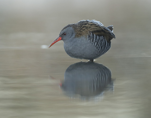 Water Rail Rallus aquaticus